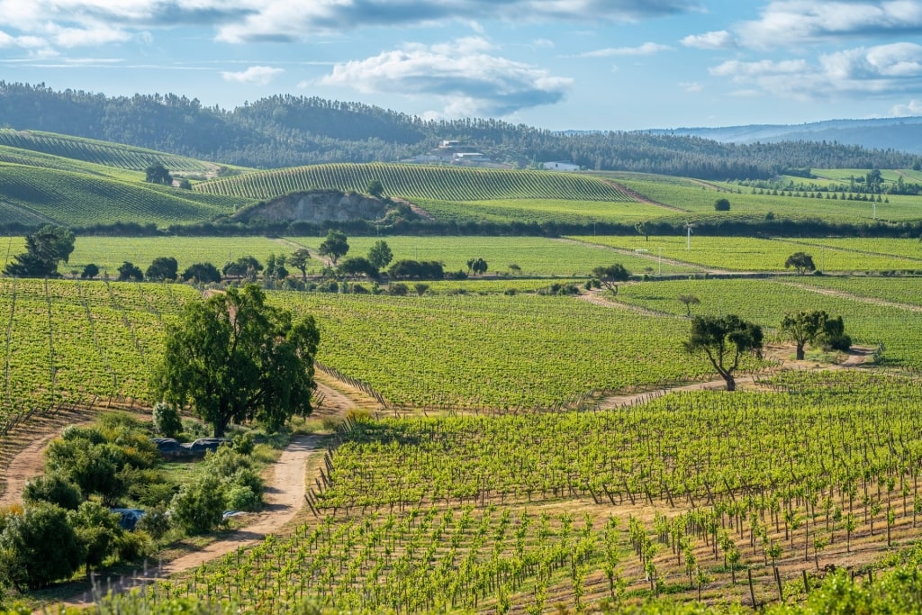 Vast vineyard in Casablanca, Chile