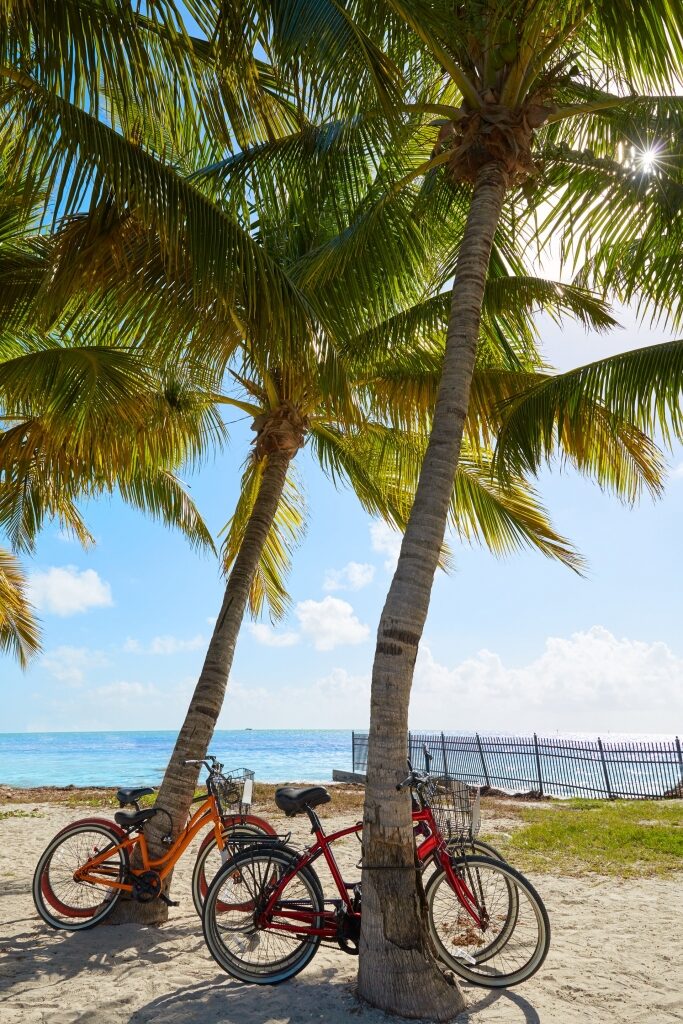 Bicycles parked near the shore