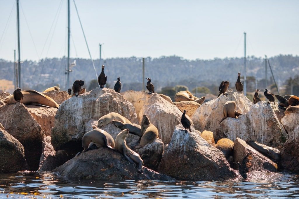 Sea lions and birds along Monterey's coastline