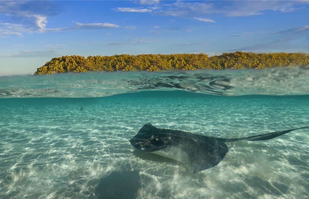 Stingray spotted in Bimini