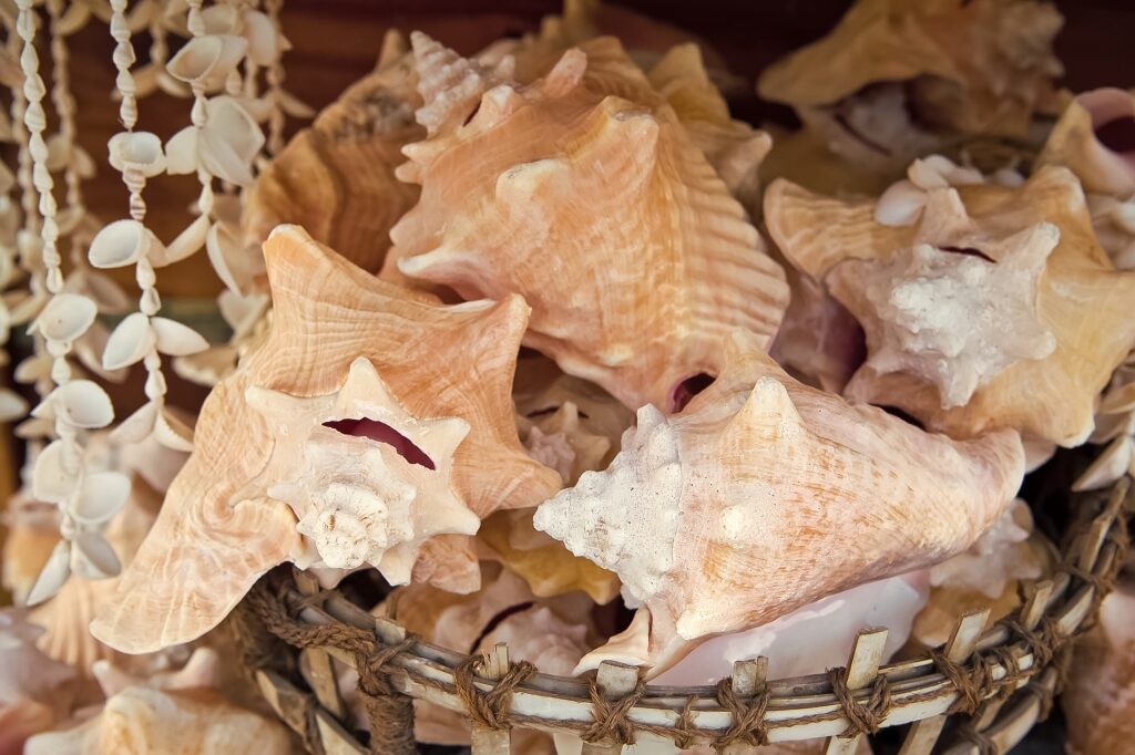 Seashells at a market in Key West